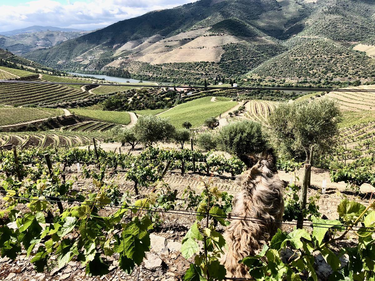 Quinta Da Gricha Ervedosa do Douro